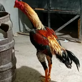 байсов