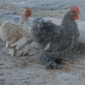 Kohinhin karlik horazlar