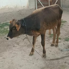 şwes öküz