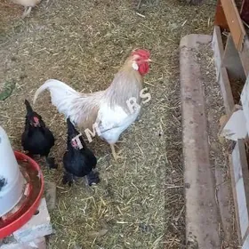 Хороз,балгар жюйже