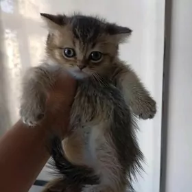 шотландские котята