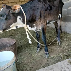 göleli sygyr