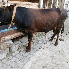 ÖKÜZ
