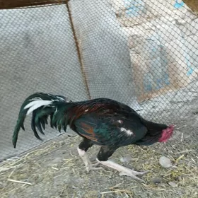 Baysow horaz