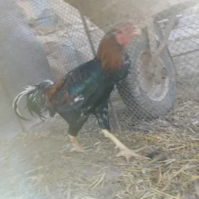 Baysow horaz