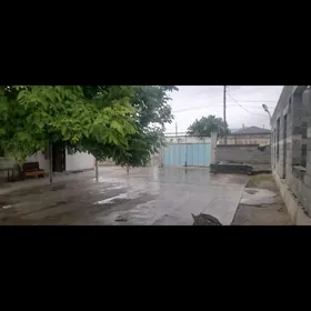 Gokdepe jay