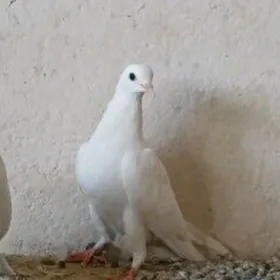 kepderi