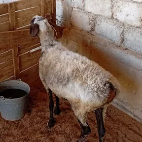 goÿun