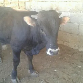 öküz
