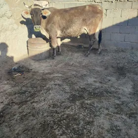 Göleli sygyr