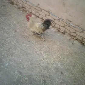 horaz