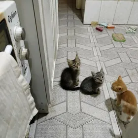 Бесплатно котята котята