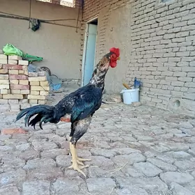 lapuh horaz