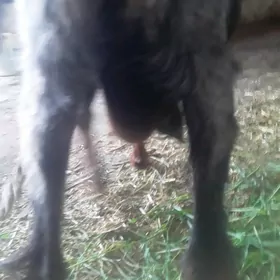 GEÇI