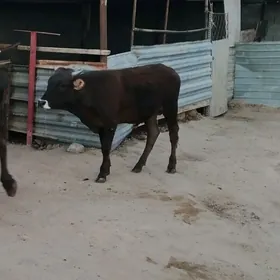 öküz
