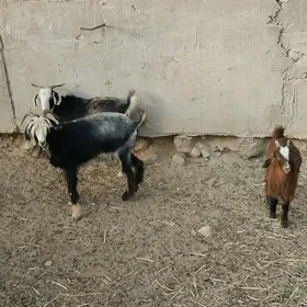 ovlakly geçi