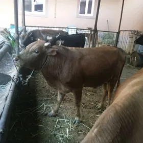 3 sany baklyk öküzler