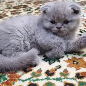 Шотлан нишик
