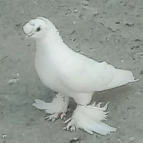 kepderi