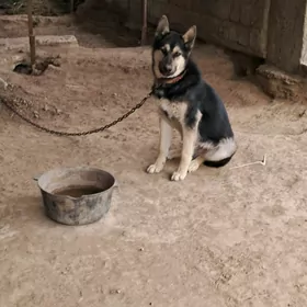 Awçarka