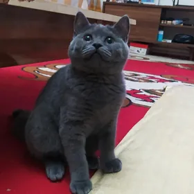 Пишик Шотландский