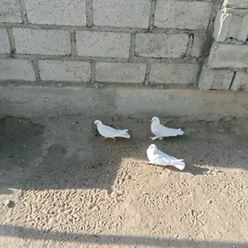 kepderi