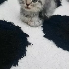 Gowja pişik