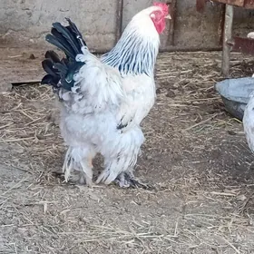 brama towuk