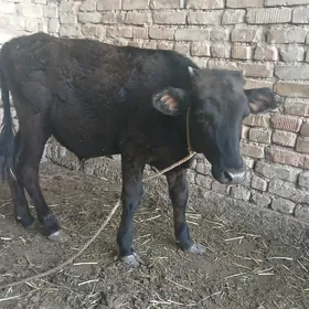oküzçe