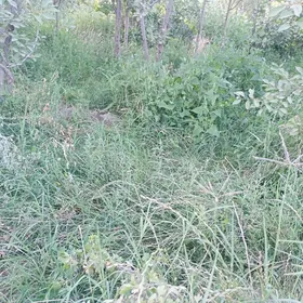 клевер