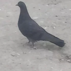 kepderi