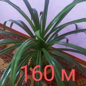 Pandanus palma