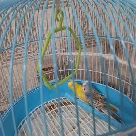 guş