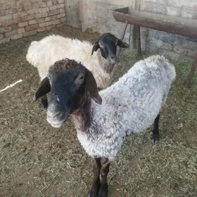 işşek