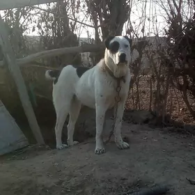 Gara göz