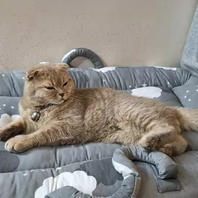Шотландский вислоухий кот