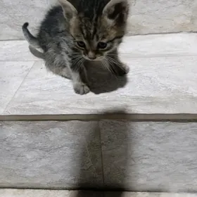 Котенок