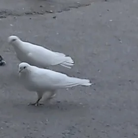 kepteri