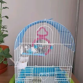 popugaý