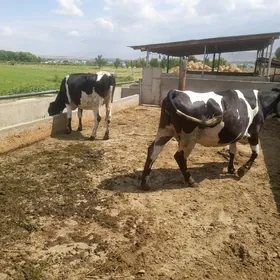 bogaz tuweler