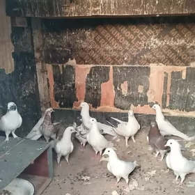 kepderi