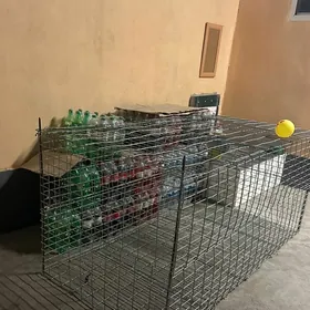 ketek птичник