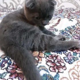 КОТЕНОК ШОТЛАН ДЕВОЧКА