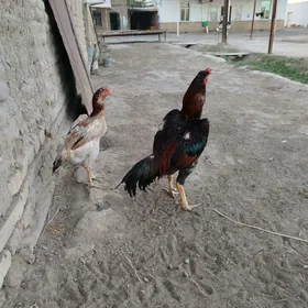 horaz towuk