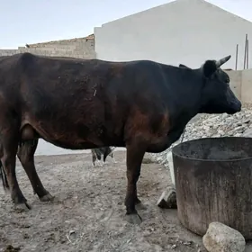 bogaz sygyr