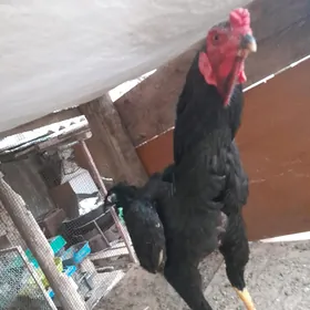 Taşkent horaź