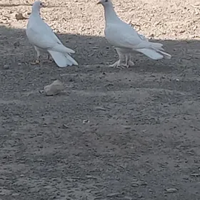 kepderi