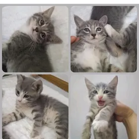 Котята