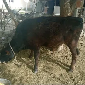 sygyr