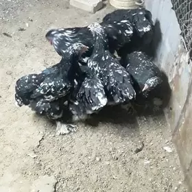 BRAMA